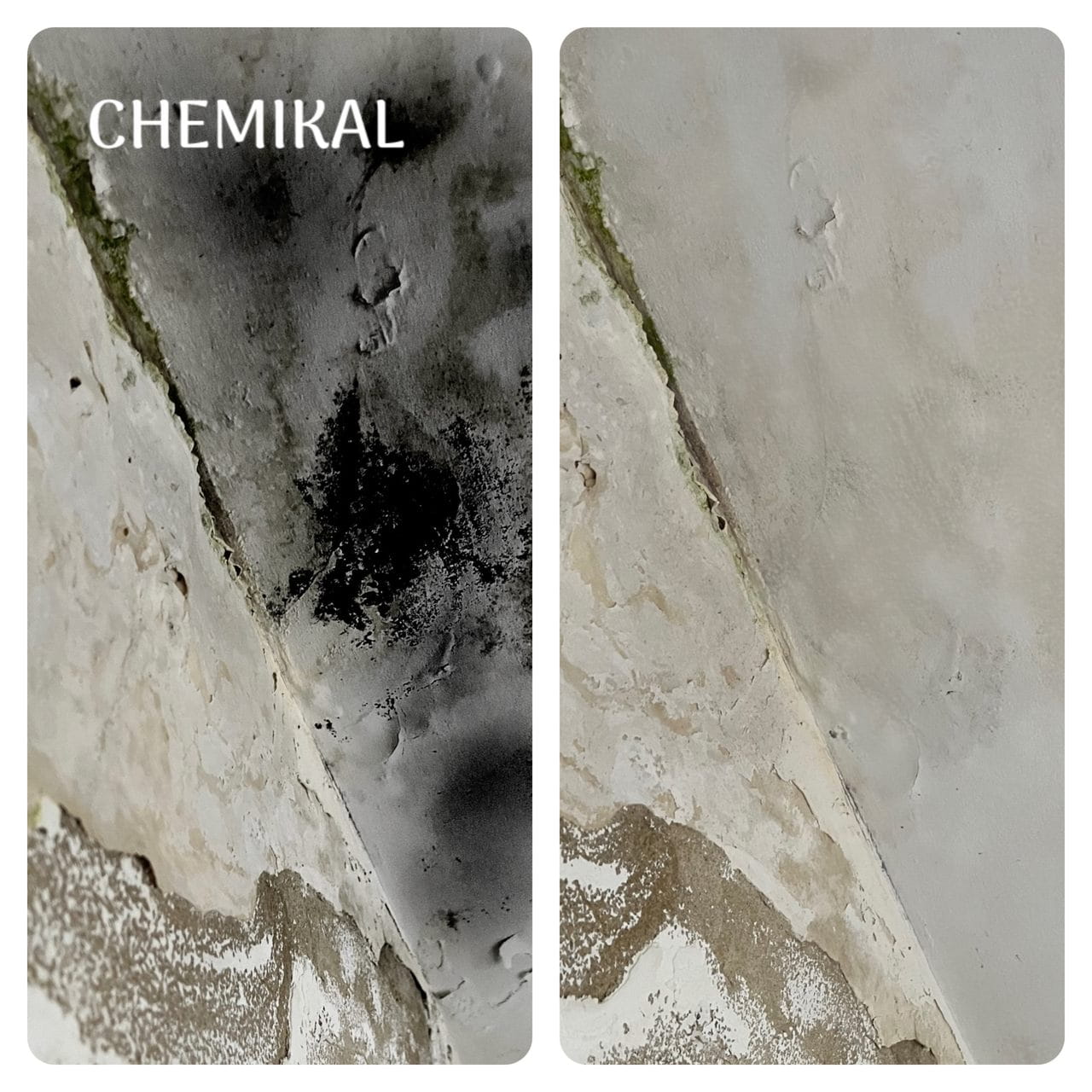 Fungicide - Mold and Mildew Remover For Walls, Floors and Ceilings - CHEMIKAL STATES